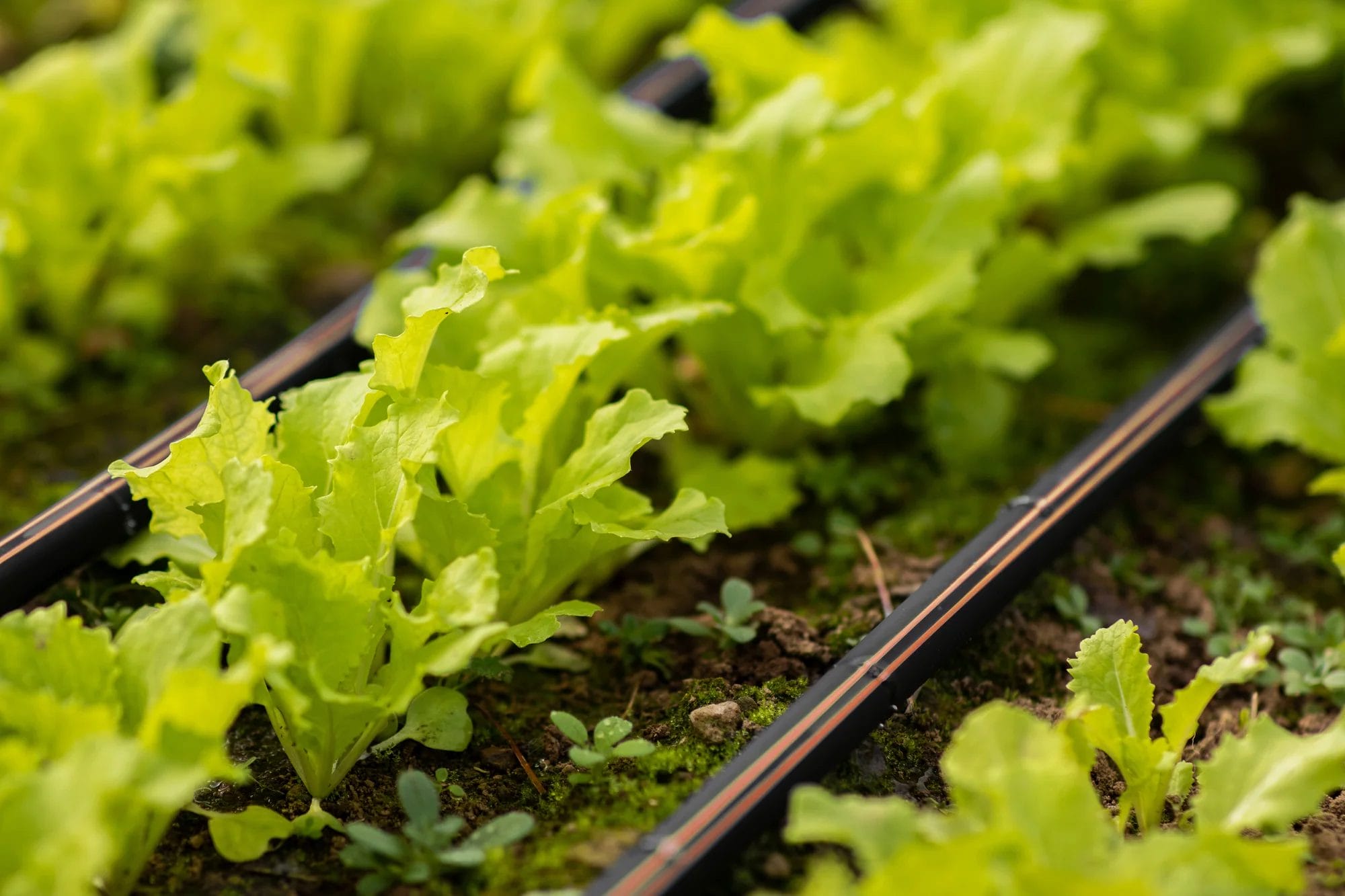 Irrigation system repair & maintenance